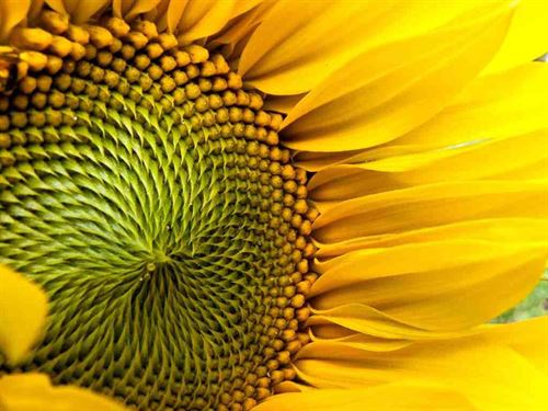 closeup of sunflower